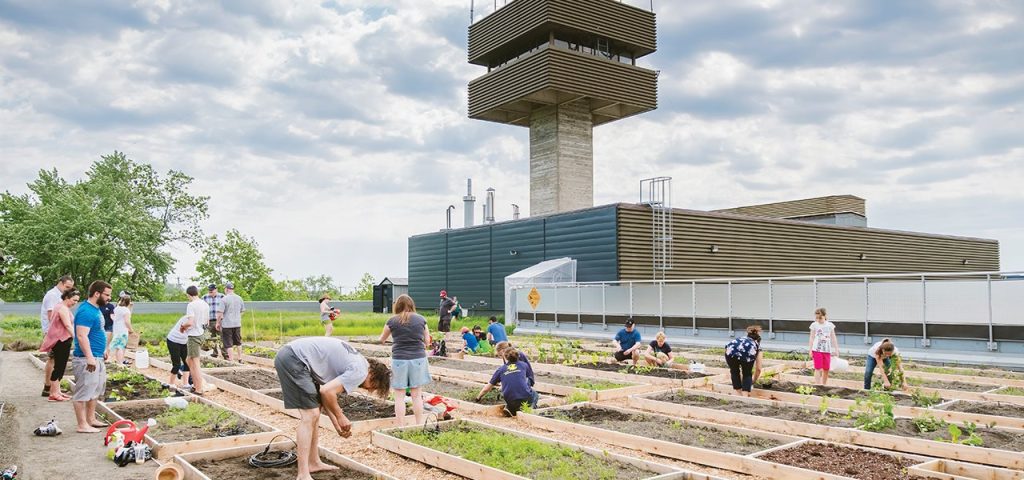 Des membres du personnel jardinent sur le toit vert du campus de Limoilou.
